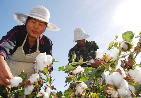 南疆优良棉花品种及配套技术助力棉农增收