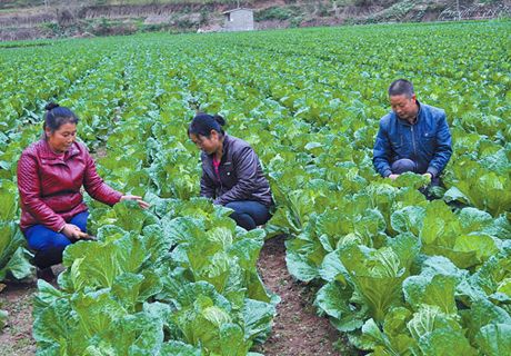 休闲农业成为甘肃省农民致富新产业
