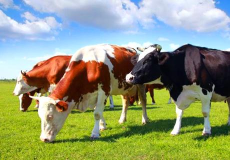 春季奶牛生产管理技术要点