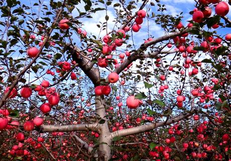 陕西洛川红富士苹果冰糖心新鲜水果西北农家农产品水果