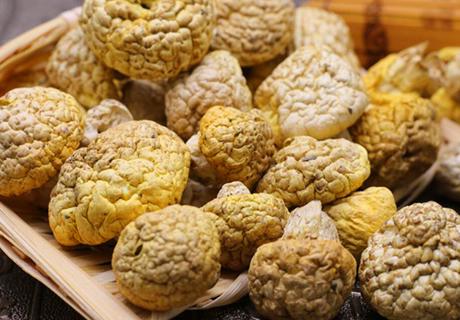 青海海北刚察黄蘑菇水分少肉质厚味西北地理农产品香蘑菇