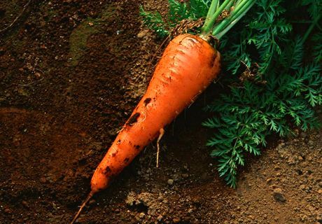 无公害春胡萝卜栽培方法及高产种植技术要点