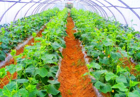 大棚蔬菜节水灌溉方法