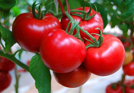 温室大棚西红柿的水分调控方法