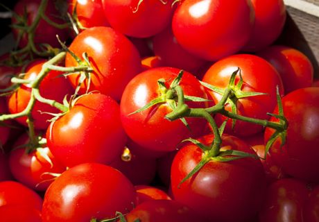 秋季温室番茄西红柿生产管理措施