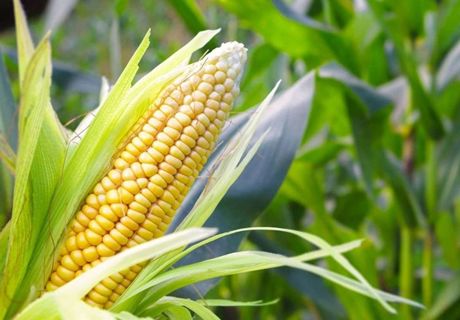 玉米稳产高产的几点建议及选购优良玉米种子