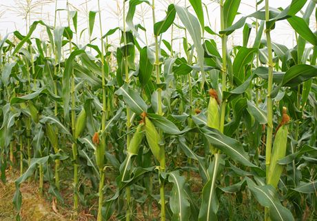 菜用玉米早熟丰产栽培技术