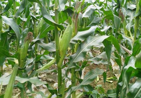 玉米拔节期营养协调的技术措施
