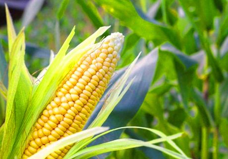 玉米苗期警惕耕葵粉蚧为害