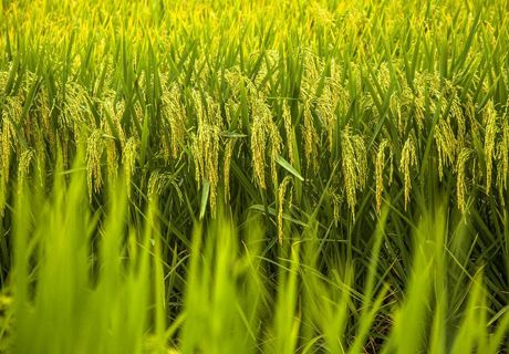 水稻育秧节水技术及移苗移栽技术方法