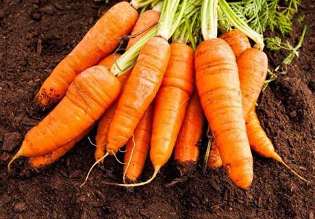 胡萝卜优质高产栽培与管理
