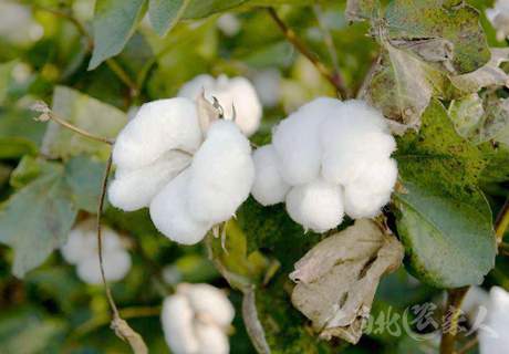 棉花高产栽培及病虫害防治技术