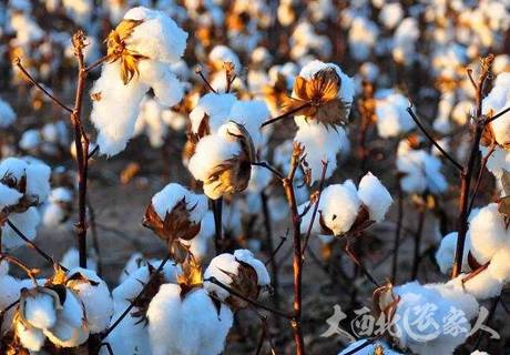 棉花播期及苗期防病虫草害注意方法？