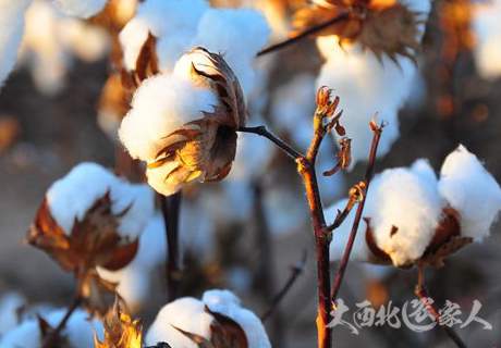 春季棉花苗期病害防治方法推荐