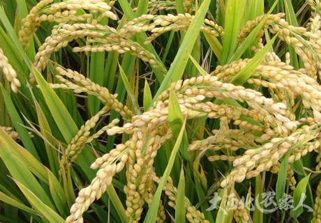 水稻旱培播种稀植管理方法