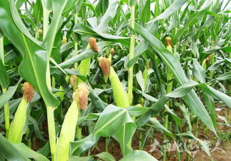 农村玉米地授粉时期防治虫害法
