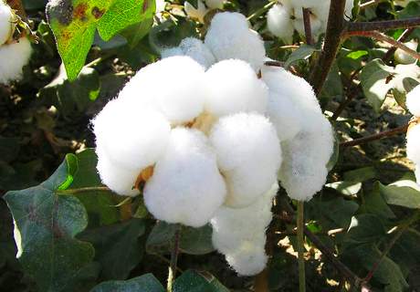 新疆棉花目标价格改革成效超出预期