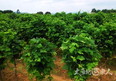 陕西发挥品牌效应打造特色农业 农业经济稳中向好