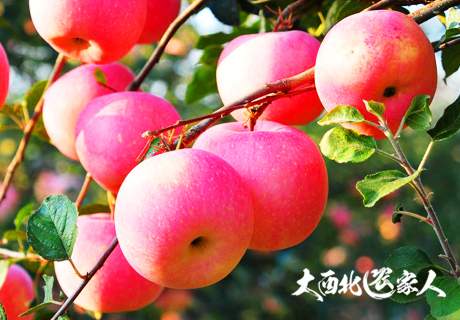 陕西延安富县苹果个大色艳甜脆香浓耐贮藏西北农家水果