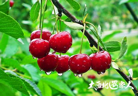 陕西铜川樱桃个大色艳口感绝佳营养丰富农家新鲜水果