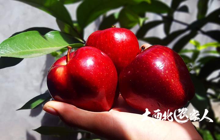 新疆伊犁苹果