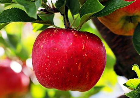 甘肃天水市秦安苹果色鲜味醇西北地理农产品新鲜果园水果
