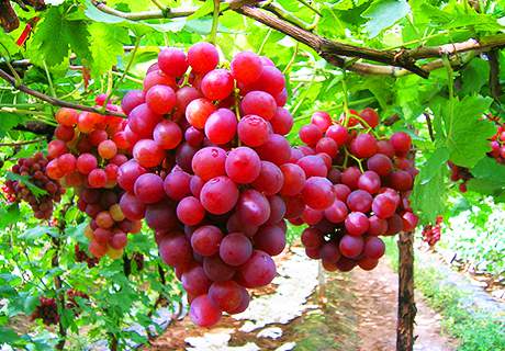 宁夏银川市永宁红提葡萄粒大穗大着色好含糖量高新鲜水果