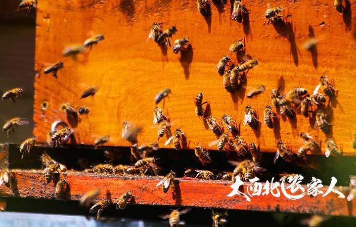 新疆禾木蜂蜜