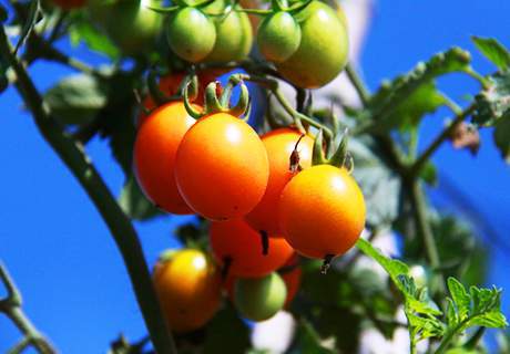 新疆石河子圣女果小西红柿，味清甜无核口感好营养价值高