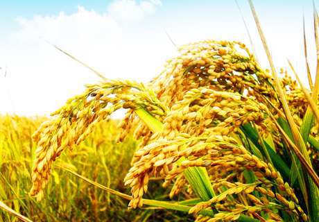 粮农种植水稻合理科学管水很重要