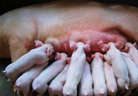 农村养猪时产前母猪要注意方法，产后母仔才能都健康
