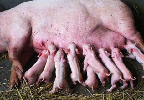 农村养猪初产期母猪，营养期重在“调养”