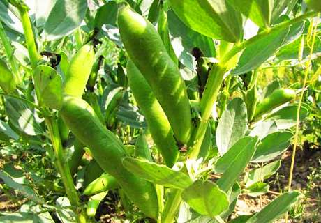2018年农村种植蚕豆，主要栽培技术指导意见