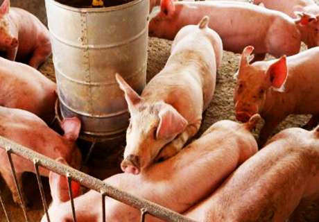 养猪时病害防治中常见的五大误区
