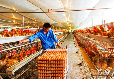 养鸡场中如何使用维生素误区有哪些？