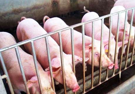农村养猪五月份常见猪病与治疗方法