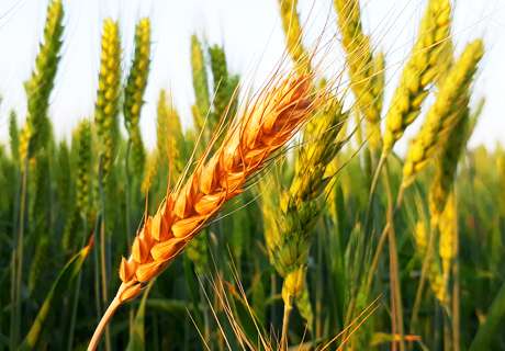 种植小麦想高产，就要注意下面这些工作