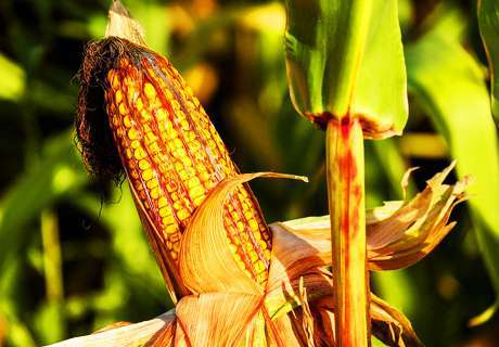农户种植春玉米想高产，施肥很重要