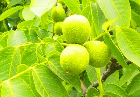 果农种植核桃树早期预防，防止落花落果很重要