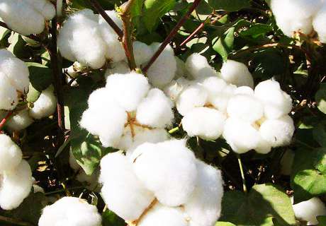 棉农种植棉花产生早衰的原因及预防方法
