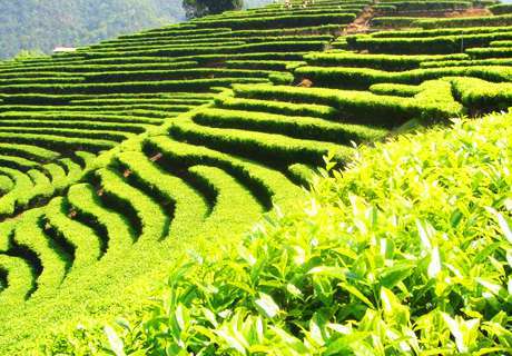 农村种植无公害茶叶高效方法