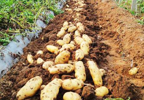 菜农种植土豆高效平衡施肥方法