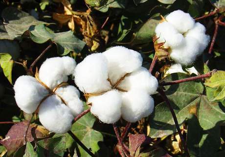 棉农种植棉花发生枯萎病和棉蚜原因及防治方法