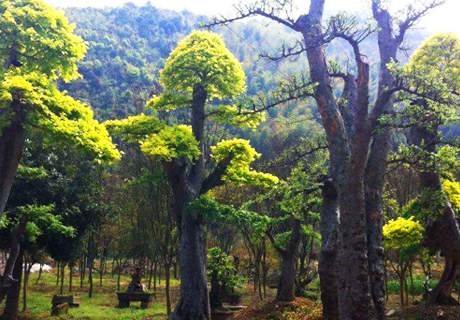农村园艺榔榆种植方法，可做盆景的树种