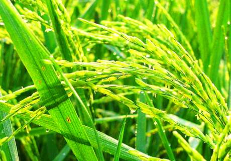 农村种植水稻近期重点防治潜叶蝇虫害病