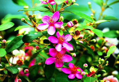 农村园艺种植桃金娘，可供观赏观光树木栽培方法