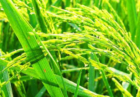 农户种植水稻，低温霜冻预防措施