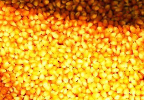 粮农种植夏玉米，种子早期病虫害预防
