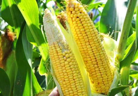 粮农种植玉米，发生秃顶原因及防治方法
