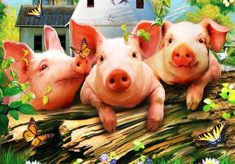 农村养殖场养猪，利用“饲料桑”喂猪收入好